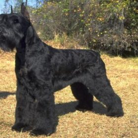 can you train giant schnauzer protection