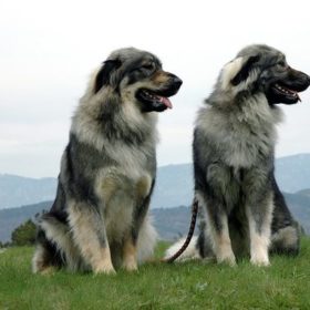 are karst shepherds smart dogs