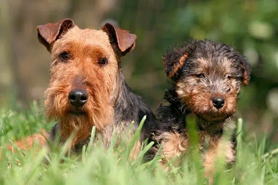 🐶 Вельштер’єр - Інформація про породу собаки, Фото, Догляд, Історія ...