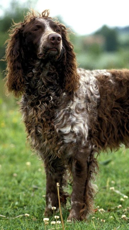 is the pont audemer spaniel legal in france