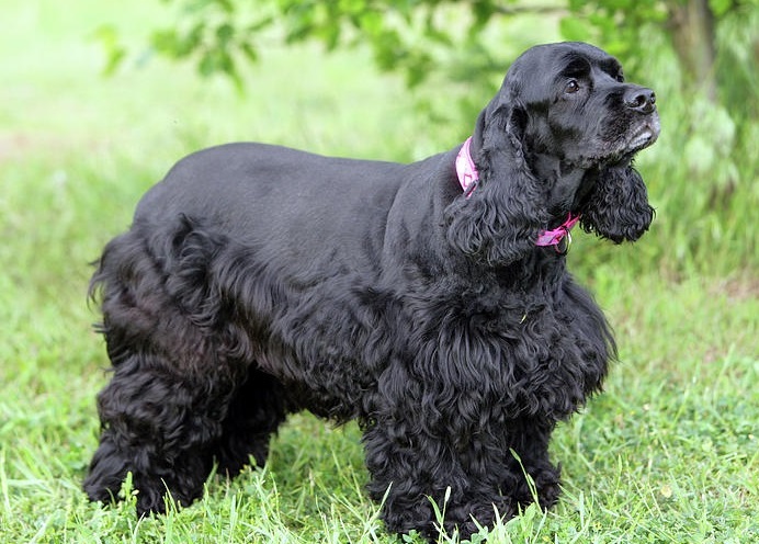 🐶 Американський Кокер-спанієль - Інформація про породу собаки, Фото ...