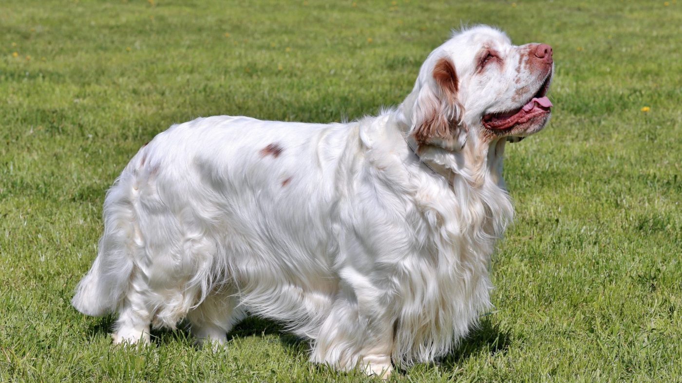 are clumber spaniels good water dogs