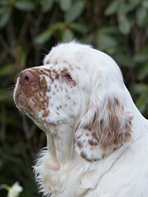 how do you care for a clumber spaniel