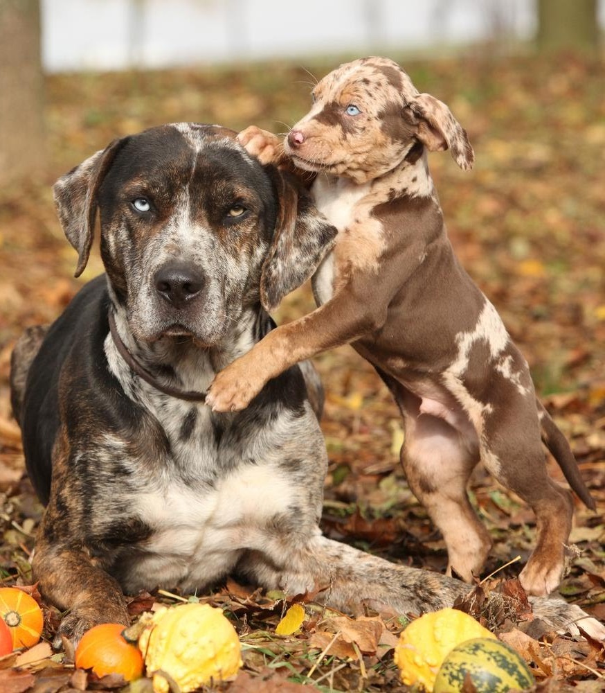 are catahoula leopard dogs good pets
