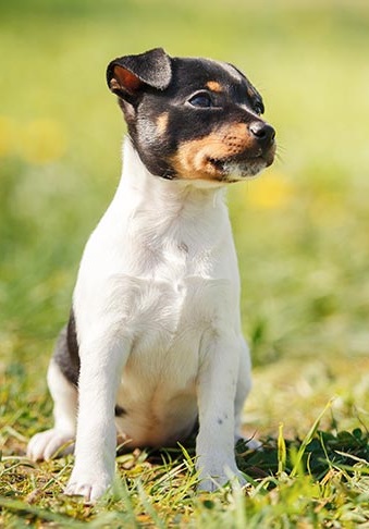 🐶 Американский Той-фокстерьер - Информация о породе собаки, Фото, Уход ...