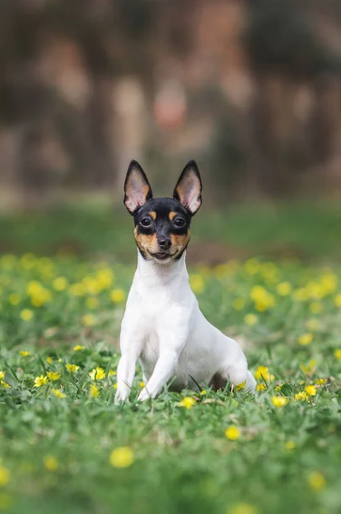 🐶 Американский Той-фокстерьер - Информация о породе собаки, Фото, Уход ...
