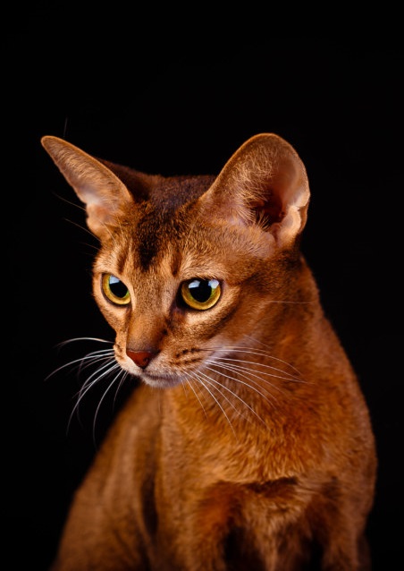 🐱 Abyssinian - Сat Breed Information, Photo, Care, History - Fello.pet