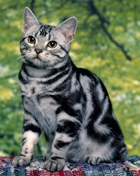 Asian Tabby Сat Breed Information Photo Care History Fello pet