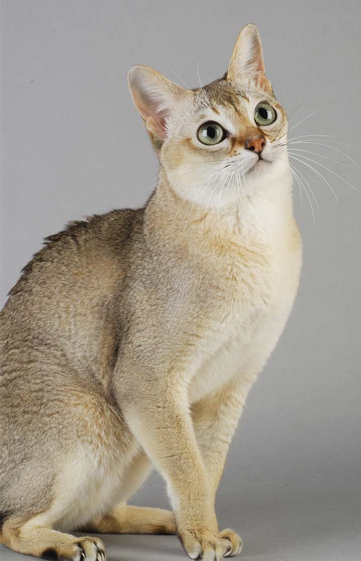 Singapura At Breed Information Photo Care History Fello Pet