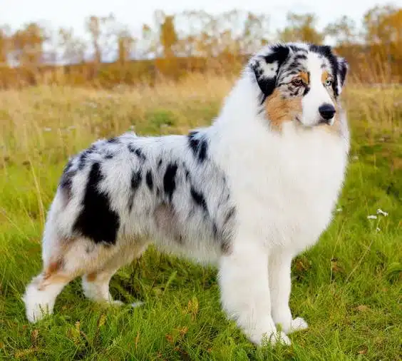 🐶 Australian Shepherd (Aussie) – Dog Breed Information, Photo, Care ...