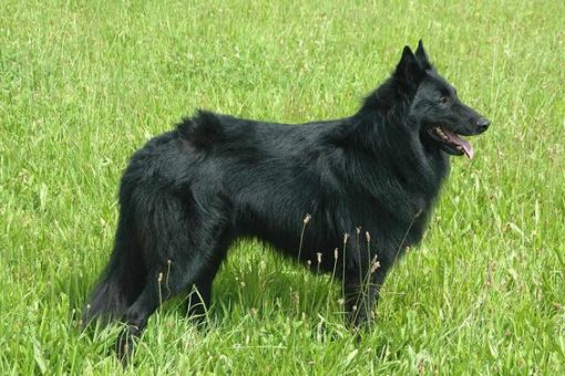 Belgian Shepherd Groenendael - Dog Breed Information, Photo, Care ...