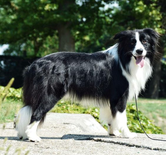 Border Collie Dog Breed, Origin, History, Personality & Care Needs