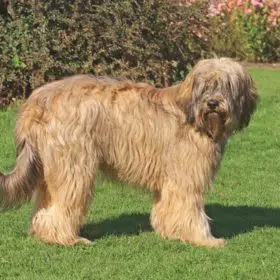 Catalan Sheepdog