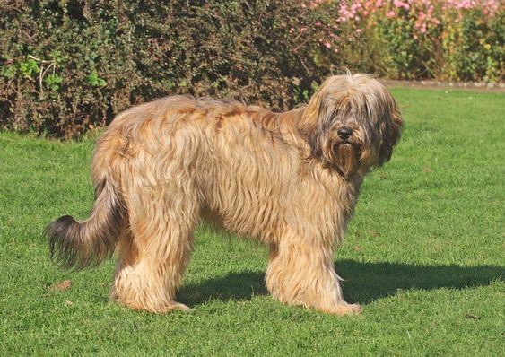 Catalonian Sheepdog.  Pastor catalan, Perros, Perro pastor inglés