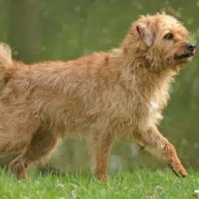 Dutch Smoushond