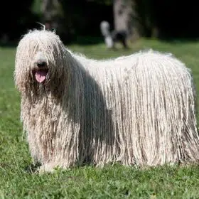 Komondor