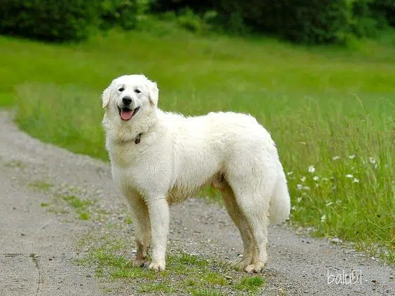 are kuvasz aggressive