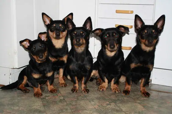 Lancashire Heeler