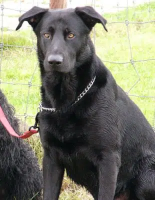 Majorca Shepherd Dog