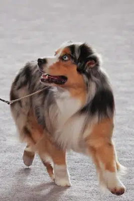 Miniature American Shepherd