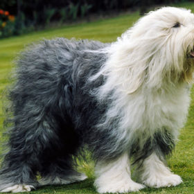 Old English Sheepdog (Bobtail)