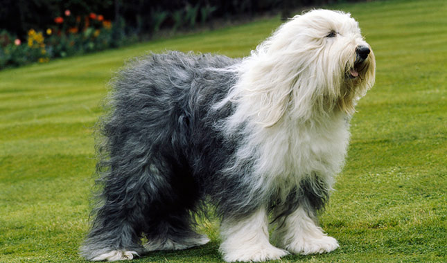 Old English Sheepdog (Bobtail)