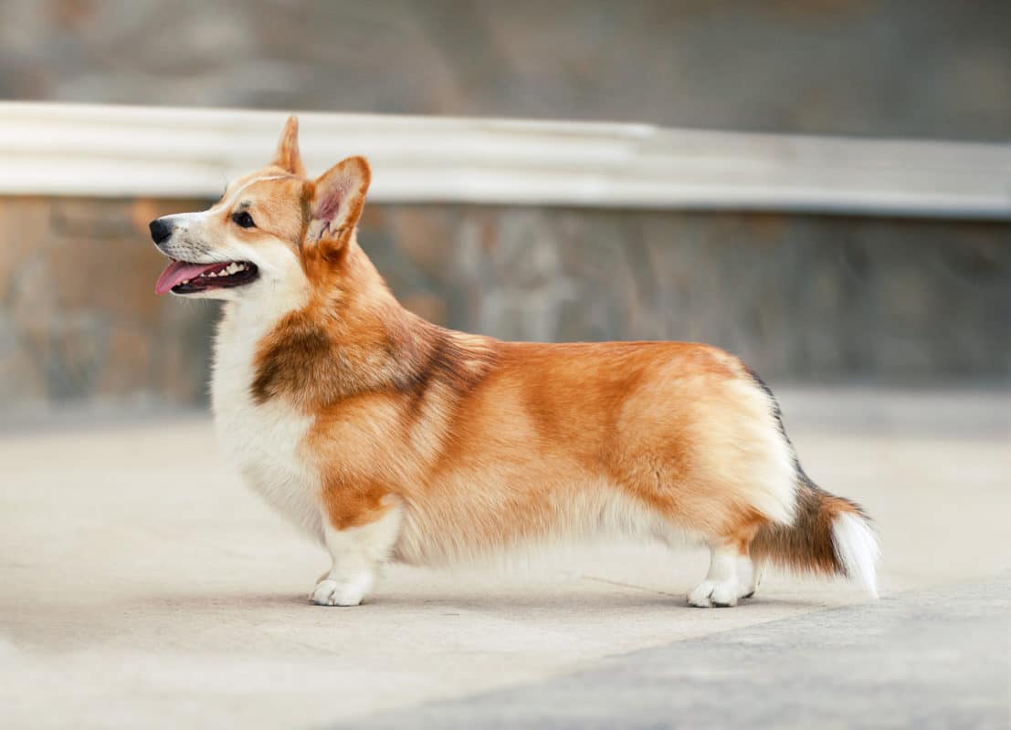 los corgis se llevan bien con otros perros