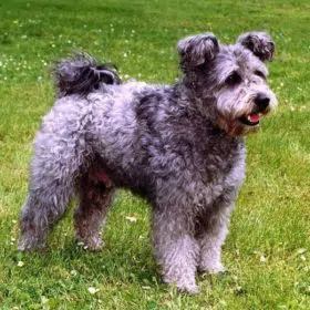 Pumi