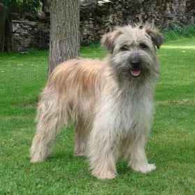 Pyrenean Sheepdog