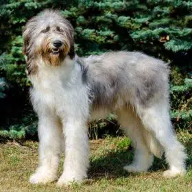 Romanian Mioritic Shepherd Dog
