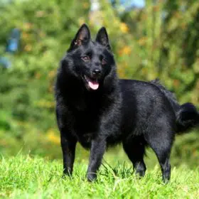 Schipperke