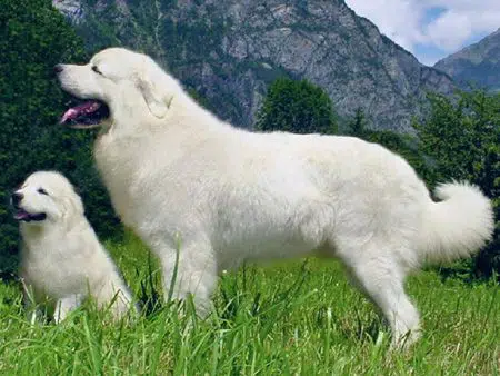 Tatra Shepherd Dog