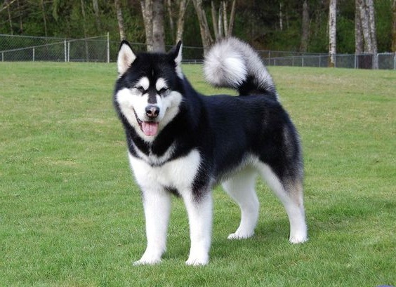 Alaskan Malamute - Dog Breed Information, Photo, Care, History - Fello.pet