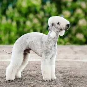 Bedlington Terrier