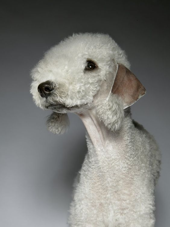 que tipo de pelaje tiene un bedlington terrier