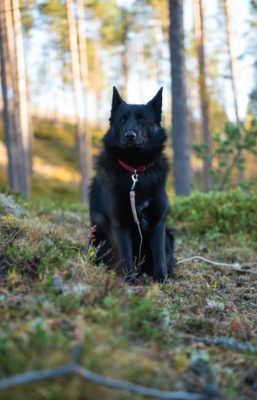 Black Norwegian Elkhound