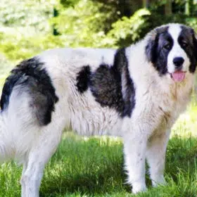 Bucovina Shepherd Dog