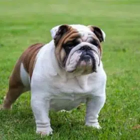 Bulldog