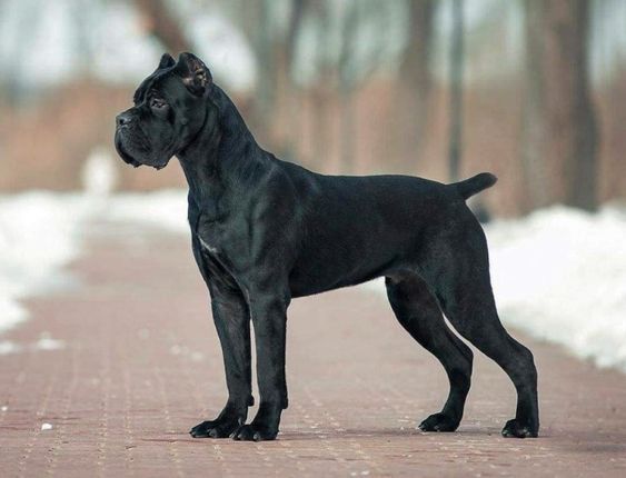🐶 Cane Corso - Dog Breed Information, Photo, Care, History - Fello.pet