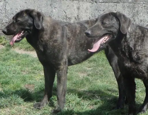 Castro Laboreiro Dog