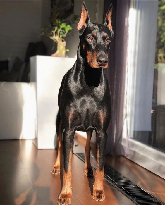 son doberman malos