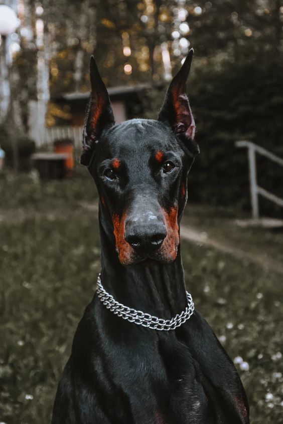 Доберман - Інформація про породу собаки, Фото, Догляд, Історія - Fello.pet