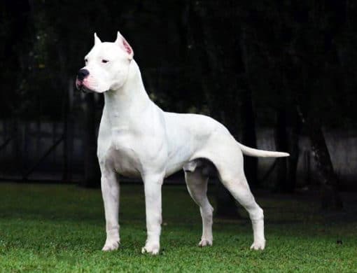 Dogo Argentino - Dog Breed Information, Photo, Care, History - Fello.pet