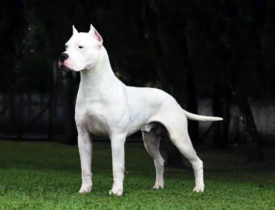 🐶 Dogo Argentino - Dog Breed Information, Photo, Care, History - Fello.pet