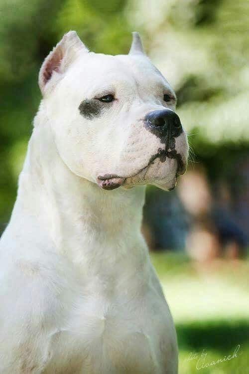 Dogo Argentino - Dog Breed Information, Photo, Care, History - Fello.pet