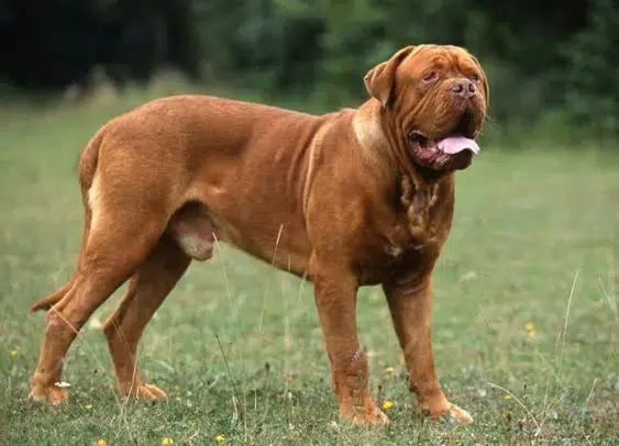 how much does a dogue de bordeaux weigh