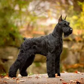 Giant Schnauzer