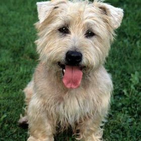 son glen of imaal terrier agresivos