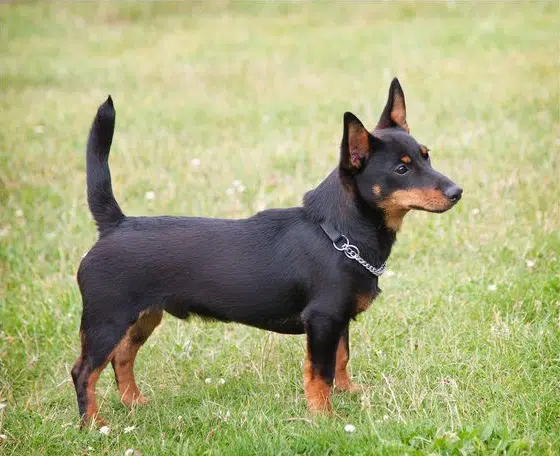 are lancashire heelers easy to train