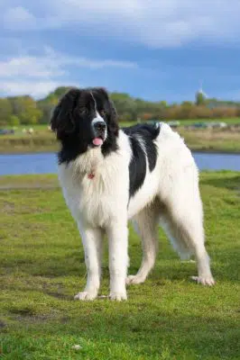 Landseer
